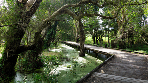 Eagleby Wetlands