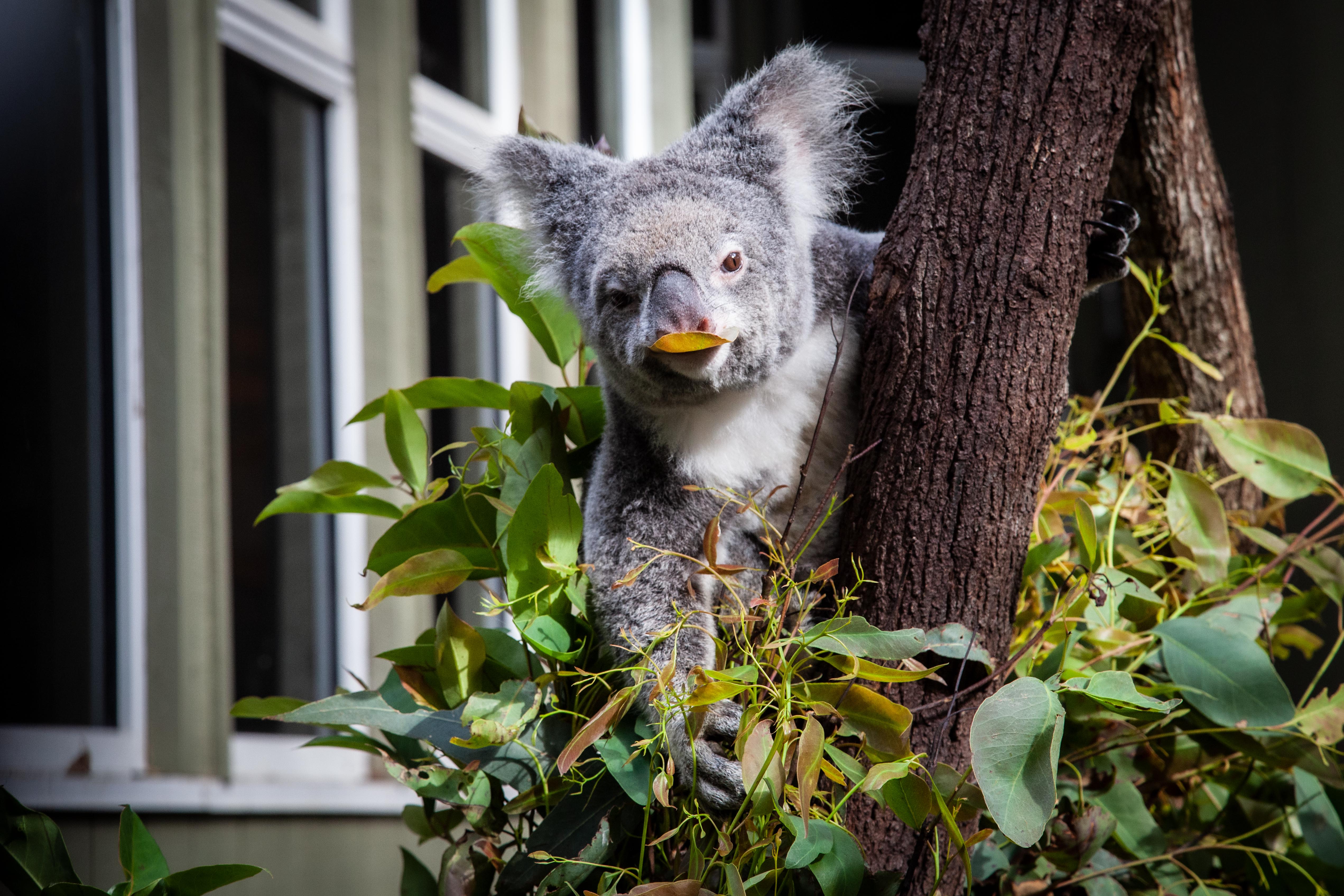 A koala hanging on a tree