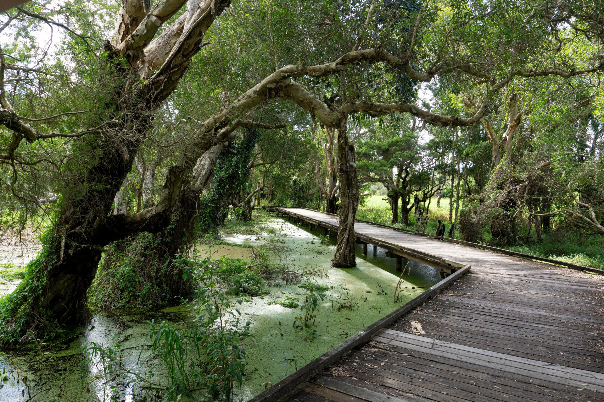 footpath next to wetlands