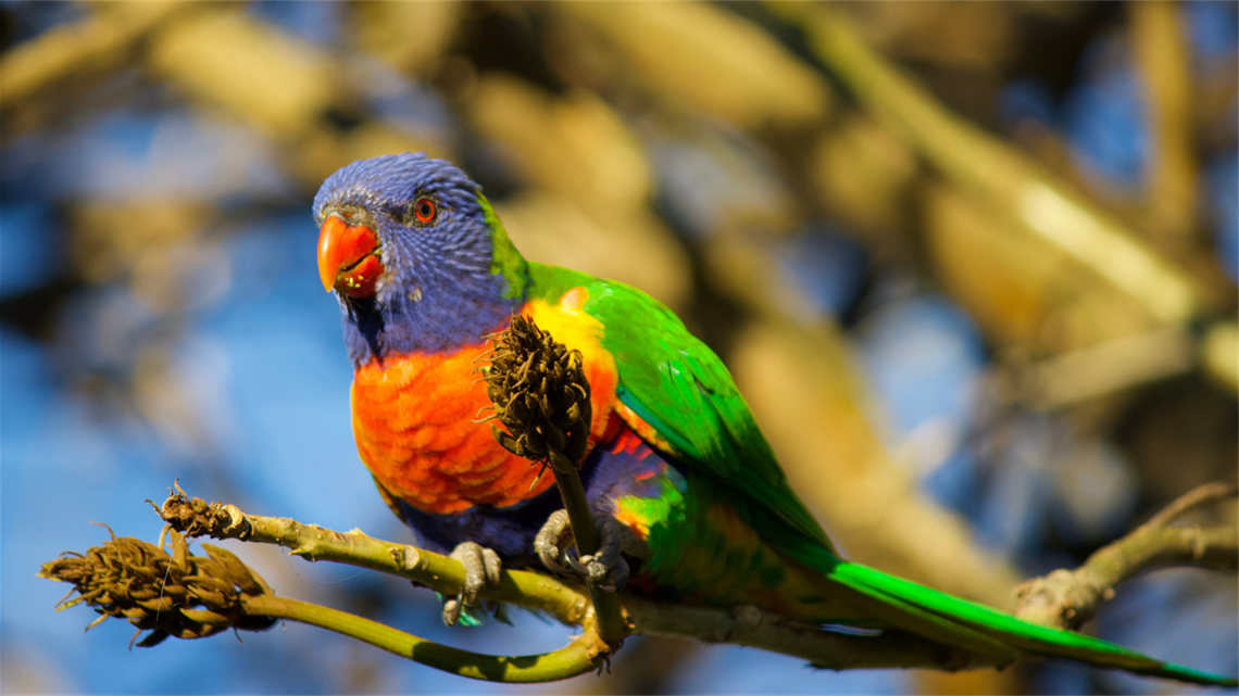 Bird