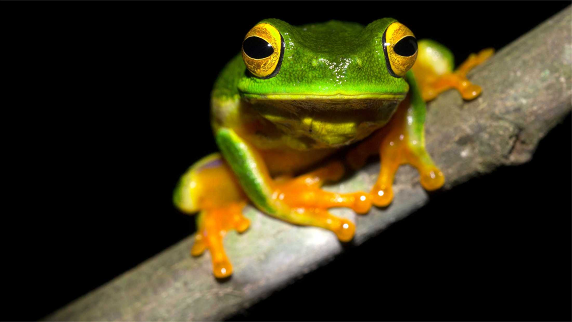 Frog