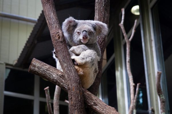 Image_a cute koala hanging on the tree branch