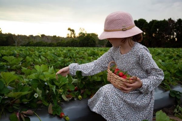 Image_Child picking strawberries at Chambers Flat Strawberry Farm