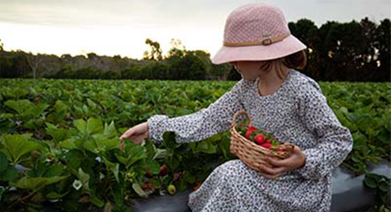 Young child picking strawberries in a field