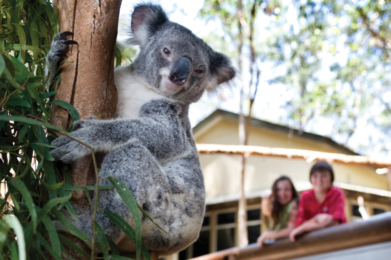 a koala hanging on a tree, 2 kids laughing in the background